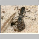 Pompilus cinereus - Wegwespe w33 10mm beim Spinnendiebstahl.jpg